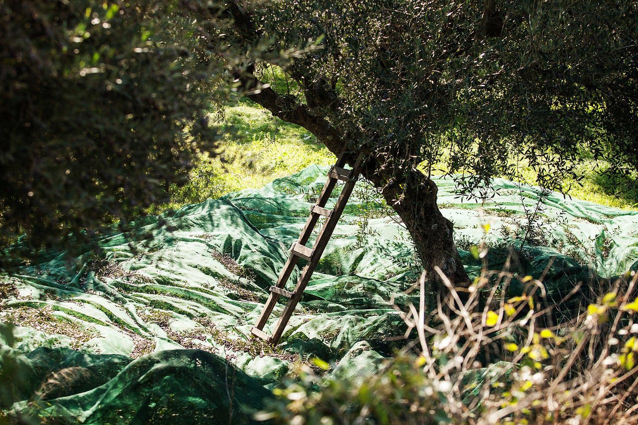 Photo of an olive tree at Ben Olive Mill