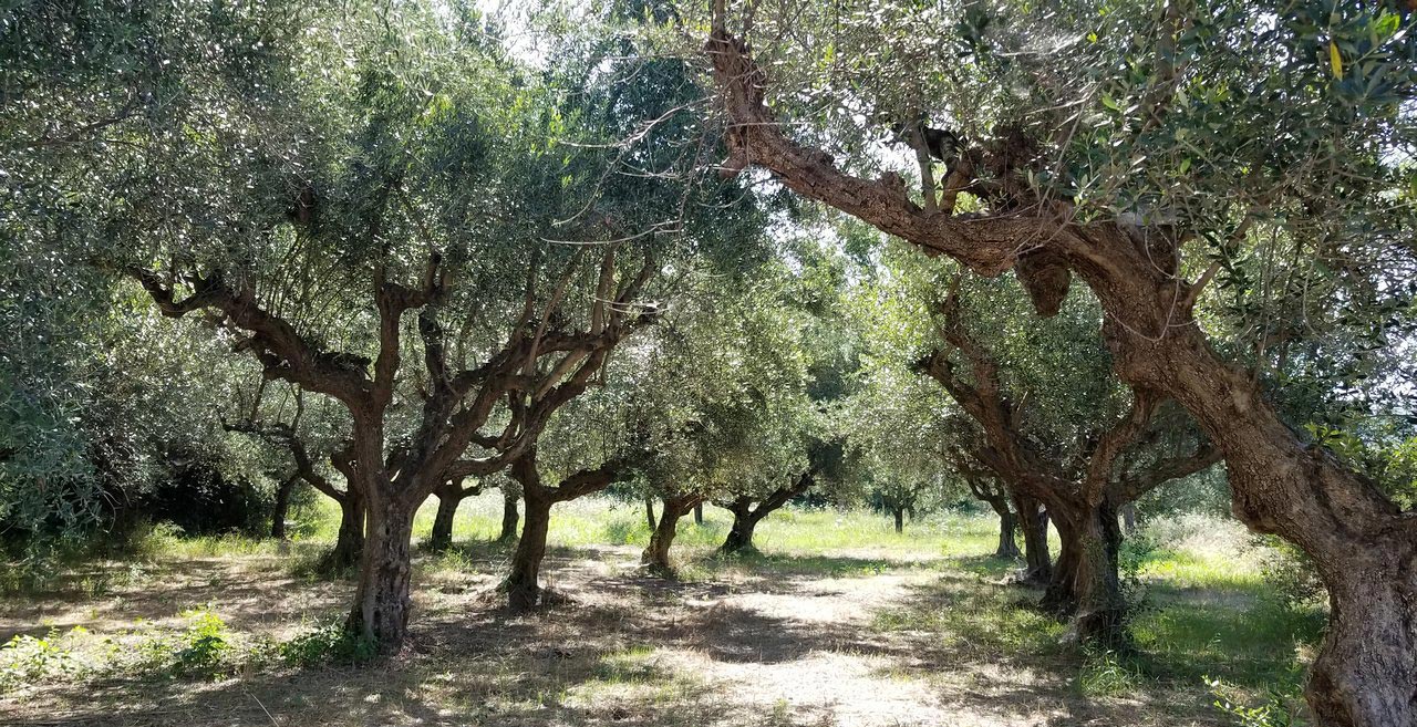Sun-kissed olive trees in an orchard